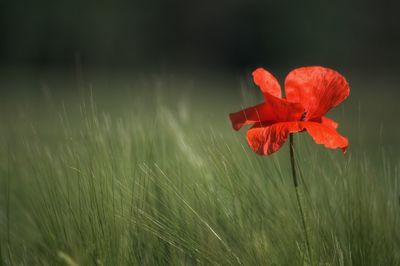 Close-up of red flower