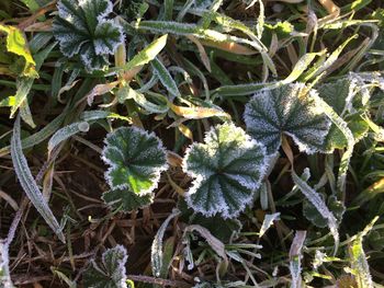 High angle view of frozen plants on field during winter