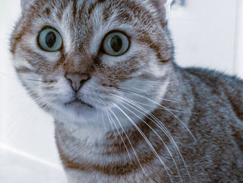 Close-up portrait of a cat