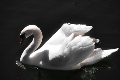 Close-up of swan in lake