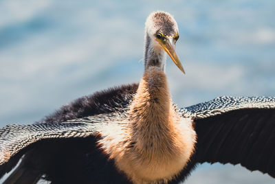 Cormorant drying out wings.