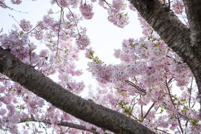 Low angle view of pink flowers on tree