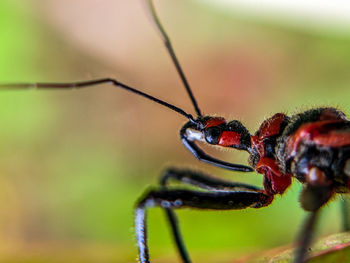 Close-up of insect