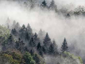 Trees in forest against sky