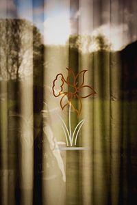 Close-up of bamboo plant