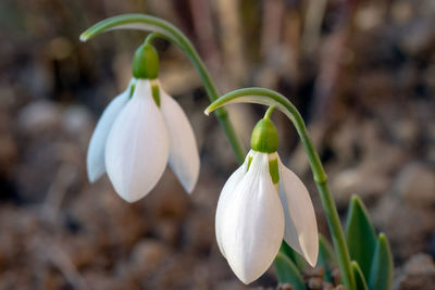 Close-up of white flowering plant