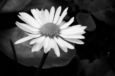 Close-up of daisy blooming outdoors