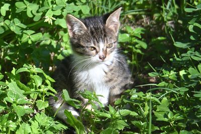 Close-up portrait of cat