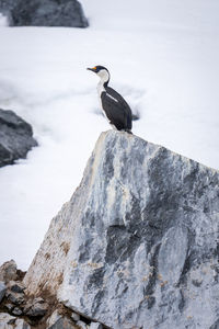 Imperial shag