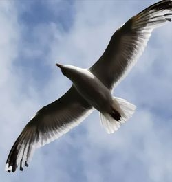 Low angle view of seagull flying