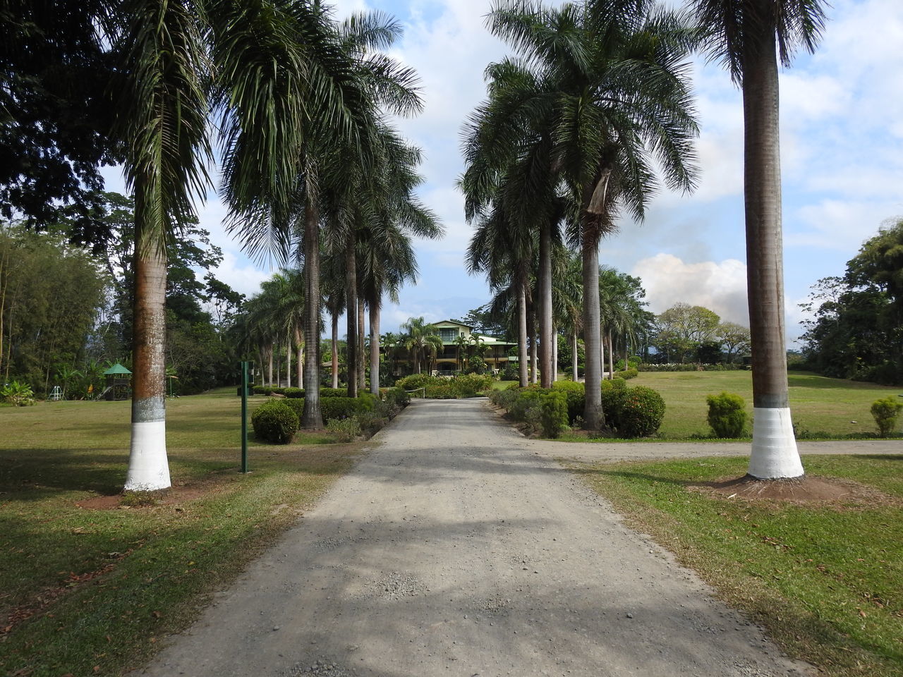 FOOTPATH AMIDST PALM TREES IN PARK