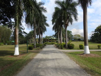 Footpath amidst palm trees against sky