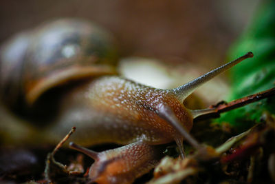 Close-up of snails