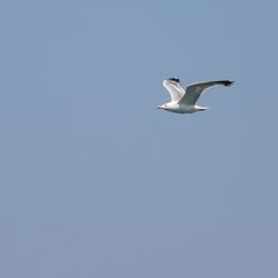 Low angle view of seagull flying in sky