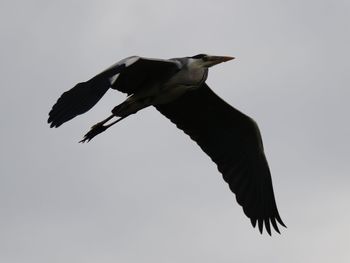 Low angle view of bird flying