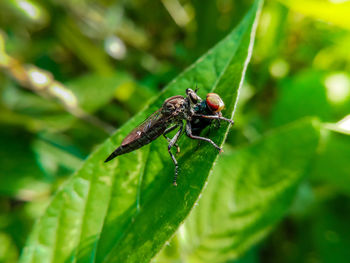 Close-up of insect on leaf