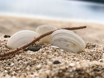 Close-up of seashell on sand at beach