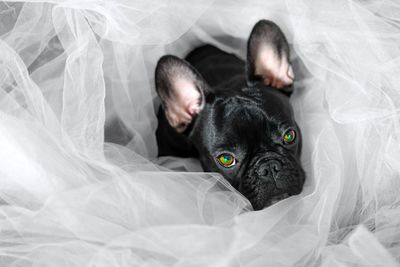 Portrait of dog amidst netting