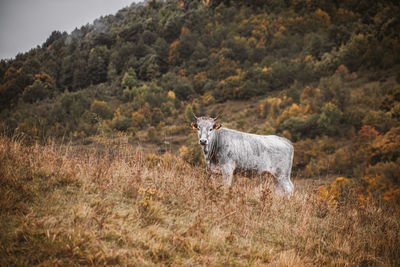 Cow in a field