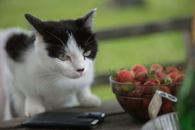 Close-up of cat