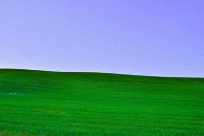 Scenic view of grassy field against blue sky