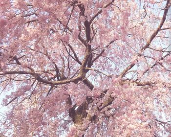 Low angle view of cherry blossom tree