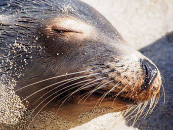 Close-up of seal at beach