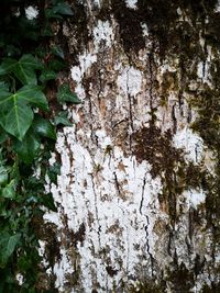 Full frame shot of tree trunk