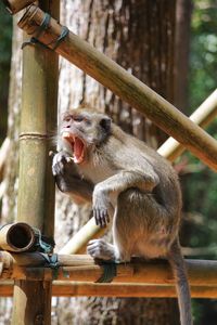 Close-up of monkey eating through tree