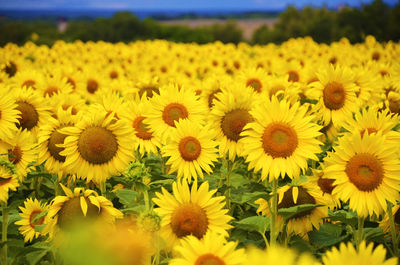 Close-up of sunflowers on field