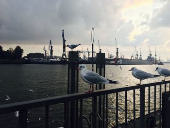 Seagulls perching on railing by sea against cloudy sky