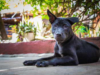 A black thai ridgeback puppy relaxing on the ground
