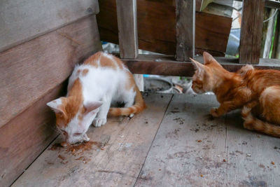 High angle view of cats lying on floor