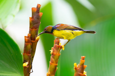 Close-up of bird perching on leaf