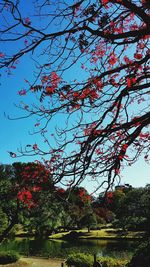 Low angle view of trees against sky