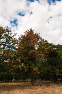 Low angle view of trees against sky