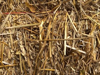 High angle view of dry plants on field