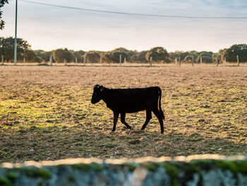 Horse standing in a field