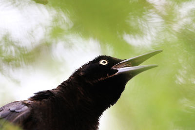 Close-up of bird