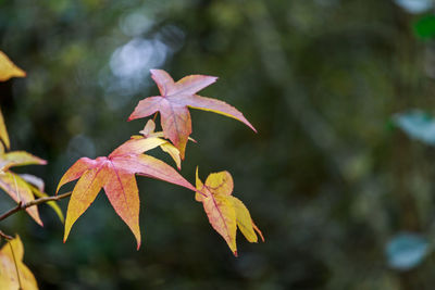 Close-up of maple leaves on tree