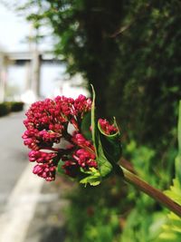Close-up of red flowers against blurred background