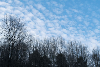 Low angle view of bare trees against sky