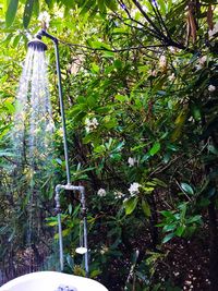 Close-up of plants against trees