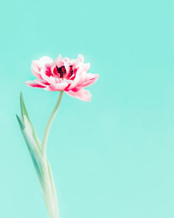 Tulip flower on turquoise background, copyspace