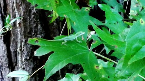 Close-up of green leaves