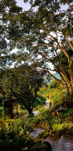 Trees growing in park against sky