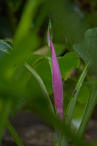 Close-up of wet flower