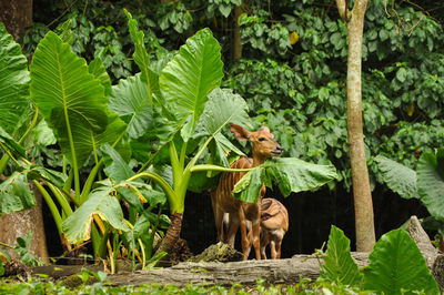 Monkeys in a garden