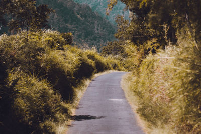 Road amidst trees in forest