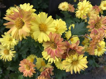 Close-up of yellow flowering plants